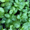 Sweet Basil Live Plant Seedlings - 3-6 inch Herb for Indoor/Outdoor Garden - Image 1