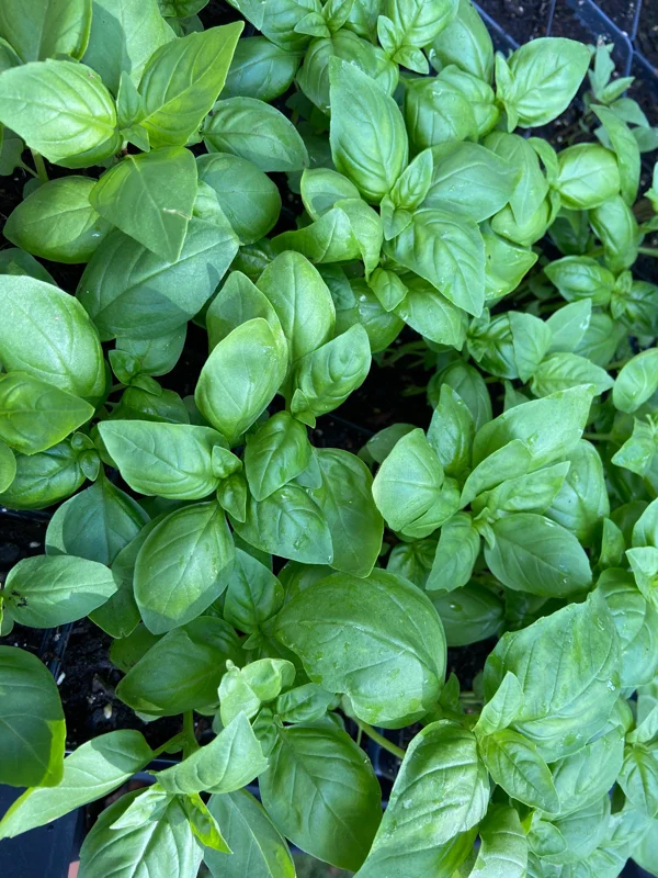 Sweet Basil Live Plant Seedlings - 3-6 inch Herb for Indoor/Outdoor Garden - Image 1