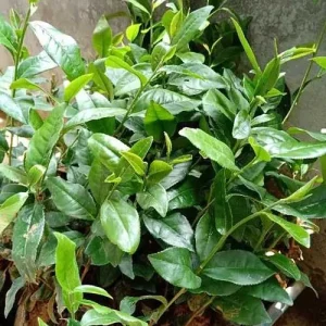 Tea Tree Live Plant – Melaleuca Alternifolia – 4 inch Pot – Outdoor - Image 2