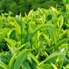 Tea Tree Live Plant – Melaleuca Alternifolia – 4 inch Pot – Outdoor - Image 1
