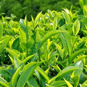 Tea Tree Live Plant – Melaleuca Alternifolia – 4 inch Pot – Outdoor - Image 1