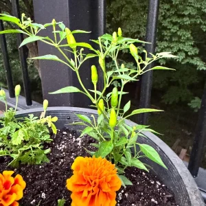 Thai Birds Eye Chili Live Plant Seedlings - 2 Pack, 5-7 inch, Outdoor - Image 2