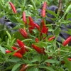 Thai Birds Eye Chili Live Plant Seedlings - 2 Pack, 5-7 inch, Outdoor - Image 1