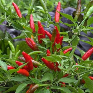 Thai Birds Eye Chili Live Plant Seedlings - 2 Pack, 5-7 inch, Outdoor - Image 1