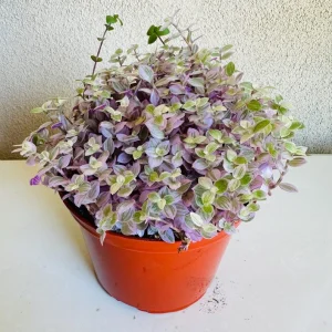 Tradescantia Zebrina Live Plant – 4in Pot – Indoor Houseplant - Image 1
