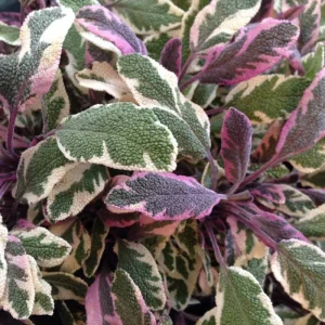 Tricolor Sage Live Plant - Variegated Culinary Herb, 4 inch Pot - Image 1