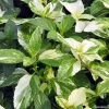 Variegated Peppermint Live Plant - Mentha piperita 'Variegata' - 3-5in Seedling - Image 1