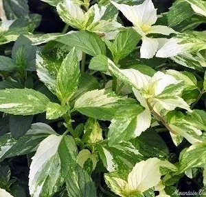 Variegated Peppermint Live Plant - Mentha piperita 'Variegata' - 3-5in Seedling - Image 1