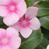 Vinca Icy Pink Live Plant, 3-Pack, 4-6" Tall, Pink Flowers, Outdoor Annual - Image 1