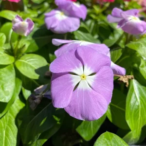 Vinca Lavender Blue Halo Live Plant - 3 Pack, 4-6" Tall, Lavender-Blue Flowers, Outdoor Annual - Image 1