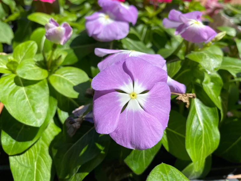 Vinca Lavender Blue Halo Live Plants - 3 Pack, 4-6" Tall, Heat Tolerant Annuals - Image 1