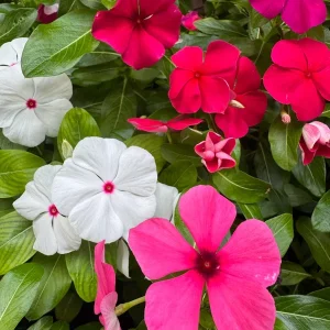 Vinca Tattoo Mix Live Plants - 3 Pack, In Bloom, 3-6 inch Tall, Outdoor - Image 2