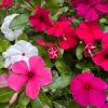 Vinca Tattoo Mix Live Plants - 3 Pack, In Bloom, 3-6 inch Tall, Outdoor - Image 1