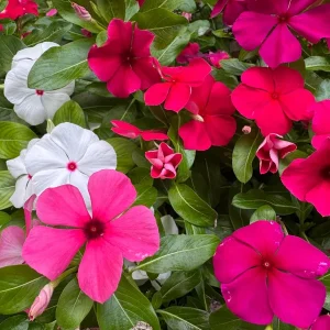Vinca Tattoo Mix Live Plants - 3 Pack, In Bloom, 3-6 inch Tall, Outdoor - Image 1