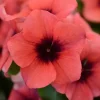 Vinca Tattoo Papaya Live Plant - 3 Pack, 3-6" Tall, Papaya Flowers, Annual - Image 1
