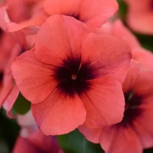 Vinca Tattoo Papaya Live Plant - 3 Pack, 3-6" Tall, Papaya Flowers, Annual - Image 1