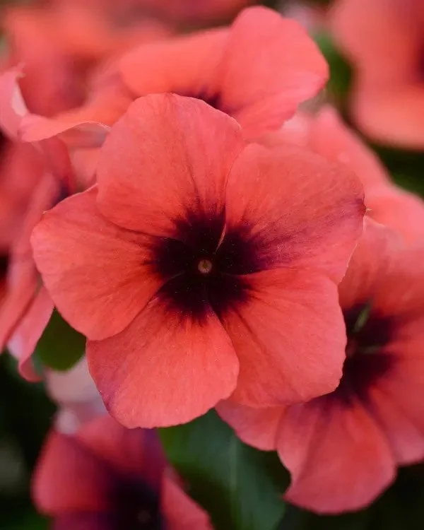 Vinca Tattoo Papaya Live Plant - 3 Pack, 3-6" Tall, Papaya Flowers, Annual - Image 1