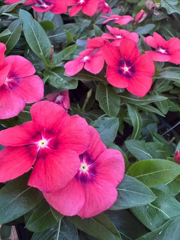 Vinca Tattoo Tangerine Live Plant - 3 Pack, 3-6 Inch, In Bloom, Outdoor Annuals - Image 1