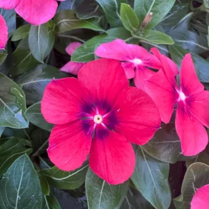 Vinca Tattoo Tangerine Live Plant - 3 Pack, 3-6 Inch, In Bloom, Outdoor Annuals - Image 2