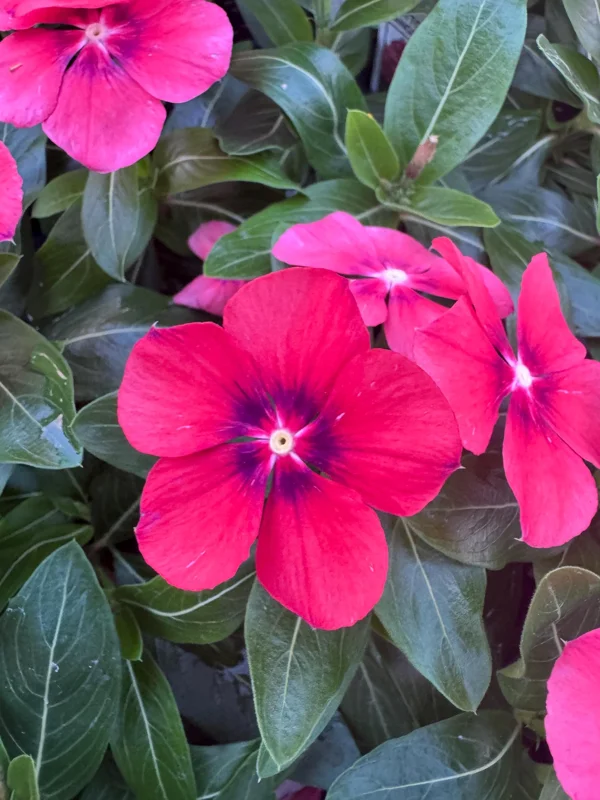 Vinca Tattoo Tangerine Live Plant - 3 Pack, 3-6 Inch, In Bloom, Outdoor Annuals - Image 2