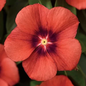 Vinca Tattoo Tangerine Live Plant - 3 Pack, 3-6 Inch, In Bloom, Outdoor Annuals - Image 3