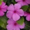 Vinca Titan Lilac Live Plant, 3 Pack, 4-7 inch, Lilac Blooms, Outdoor Annual - Image 1