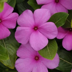 Vinca Titan Lilac Live Plant, 3 Pack, 4-7 inch, Lilac Blooms, Outdoor Annual - Image 1