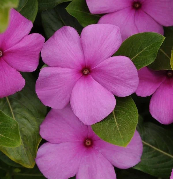 Vinca Titan Lilac Live Plant, 3 Pack, 4-7 inch, Lilac Blooms, Outdoor Annual - Image 1