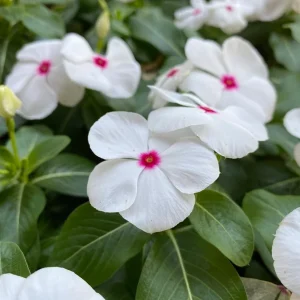 Vinca Titan Polka Dot Live Plant, 3-Pack, 4-7 inch, Actively Blooming Flowers, Outdoor - Image 1