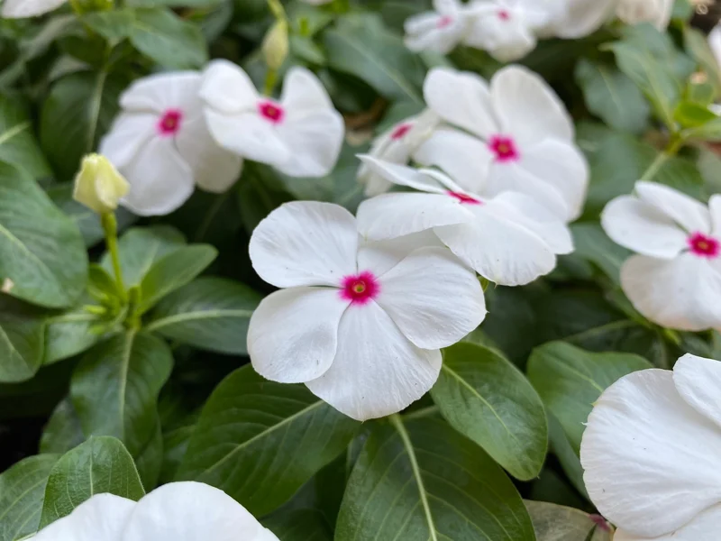 Vinca Titan Polka Dot Live Plant, 3-Pack, 4-7 inch, Actively Blooming Flowers, Outdoor - Image 1