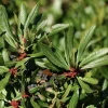 Wax Myrtle Live Plant - 3 inch Pot - Evergreen Shrub for Landscaping - Image 1