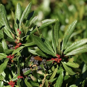 Wax Myrtle Live Plant - 3 inch Pot - Evergreen Shrub for Landscaping - Image 1