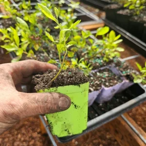 Wax Myrtle Live Plant - 3 inch Pot - Evergreen Shrub for Landscaping - Image 2