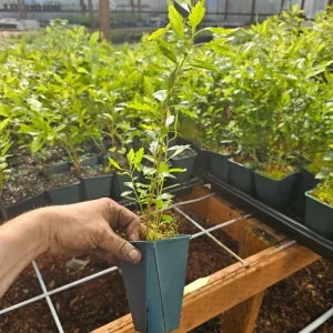 Wax Myrtle Live Plant – 5 inch Pot – Myrica cerifera – Outdoor Shrub - Image 2