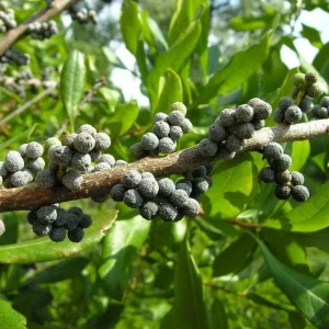 Wax Myrtle Live Plant – 5 inch Pot – Myrica cerifera – Outdoor Shrub - Image 1