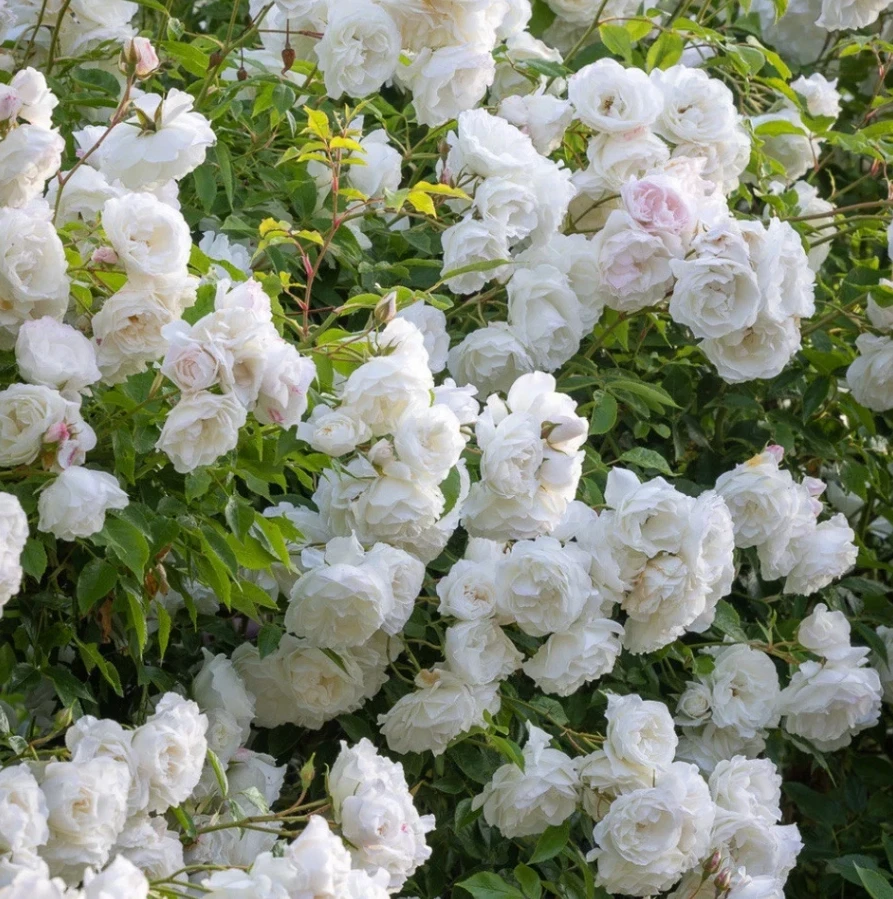 White Climbing Rose Live Plant – 1 Gallon Pot – Outdoor Flowering Vine - Image 2