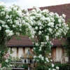 White Climbing Rose Live Plant – 1 Gallon Pot – Outdoor Flowering Vine - Image 1