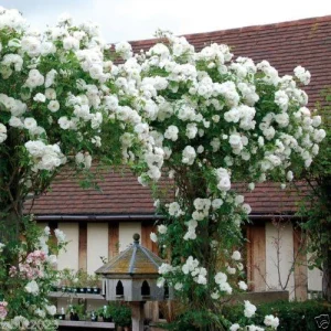 White Climbing Rose Live Plant – 1 Gallon Pot – Outdoor Flowering Vine - Image 1