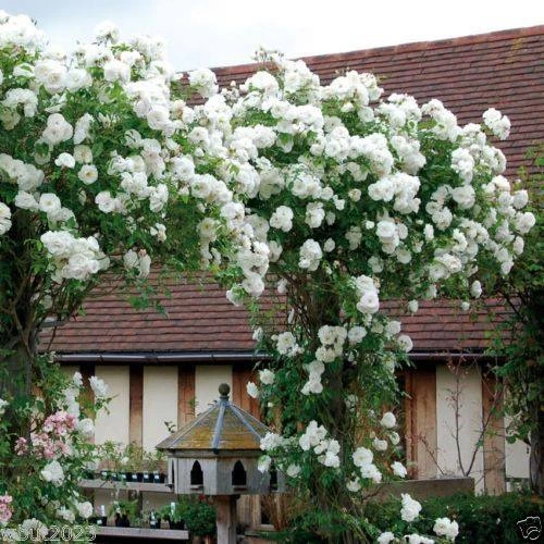 White Climbing Rose Live Plant – 1 Gallon Pot – Outdoor Flowering Vine - Image 1