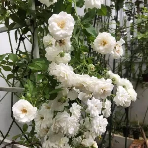White Climbing Rose Live Plant – 3 inch Pot – Fragrant Outdoor Garden Flower - Image 2