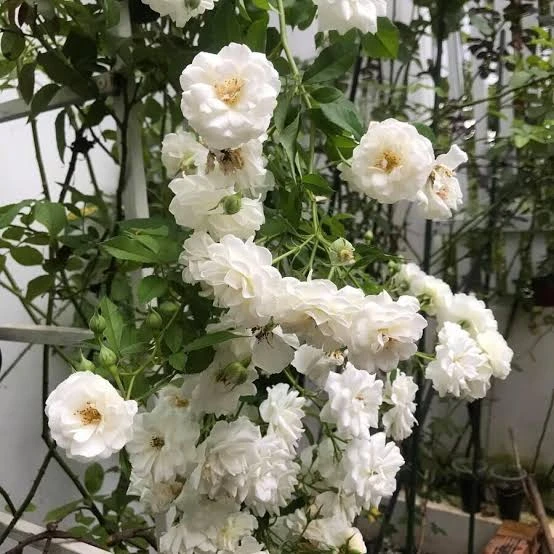 White Climbing Rose Live Plant – 3 inch Pot – Fragrant Outdoor Garden Flower - Image 2