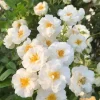White Climbing Rose Live Plant – 3 inch Pot – Fragrant Outdoor Garden Flower - Image 1