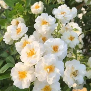 White Climbing Rose Live Plant – 3 inch Pot – Fragrant Outdoor Garden Flower - Image 1