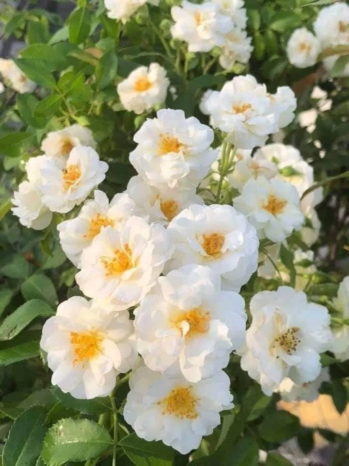 White Climbing Rose Live Plant – 3 inch Pot – Fragrant Outdoor Garden Flower - Image 1