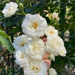 White Climbing Rose Live Plant – 5 inch Pot – Fragrant Outdoor Flowering - Image 2