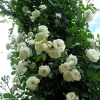 White Climbing Rose Live Plant – 5 inch Pot – Fragrant Outdoor Flowering - Image 1
