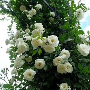 White Climbing Rose Live Plant – 5 inch Pot – Fragrant Outdoor Flowering - Image 1