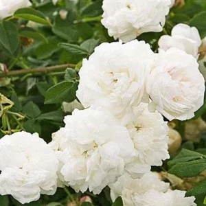 White Climbing Rose Live Plant for Hanging Baskets - Outdoor Flower - Image 2