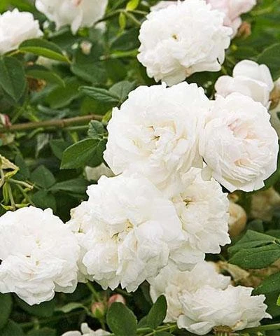 White Climbing Rose Live Plant for Hanging Baskets - Outdoor Flower - Image 2