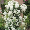 White Climbing Rose Live Plant for Hanging Baskets - Outdoor Flower - Image 1